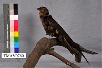 藏品(叉尾雨燕)的圖片